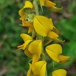 Crotalaria pallida Fiore