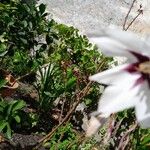 Gladiolus murielae Flor