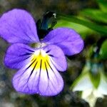 Viola tricolor ᱵᱟᱦᱟ