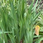 Watsonia borbonica ഇല