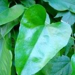 Aristolochia triangularis Feuille