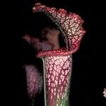 Sarracenia leucophylla 葉