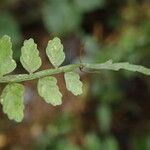 Asplenium barteri Folha