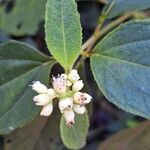 Clibadium surinamense Flower