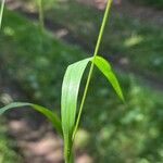 Brachypodium sylvaticum Leaf