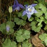 Aquilegia viscosa 整株植物