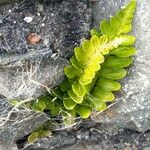 Asplenium marinum Leaf