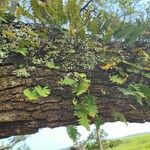 Pleopeltis polypodioides Fuelha