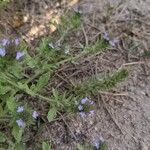 Verbena bracteata Blüte