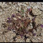 Phacelia cephalotes Συνήθη χαρακτηριστικά