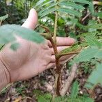 Anadenanthera colubrina പുറംതൊലി