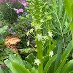 Eucomis pallidiflora Flower