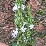 Pseudelephantopus spicatus Flower