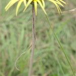 Haplocarpha scaposa Ekosanga