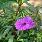 Solanum laciniatumBlomst