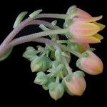 Echeveria amoena Flower