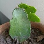 Schlumbergera bridgesii Fulla