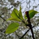 Prunus cerasus ഇല