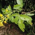 Bidens reptans Φύλλο