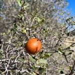 Quercus berberidifolia Плод