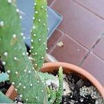 Opuntia triacanthos Folha