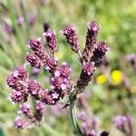 Verbena incompta Blomma