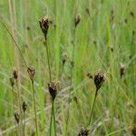 Schoenus nigricans Blüte