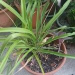 Chlorophytum comosumHoja