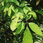 Allophylus africanus Blatt