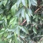 Combretum kraussii Leaf