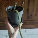 Cleistocactus winteri Leht