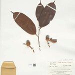 Naucleopsis oblongifolia Meyve