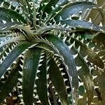 Dyckia encholirioides Fulla