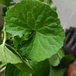 Centella asiatica ഇല