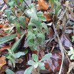 Lychnis coronaria Habitus