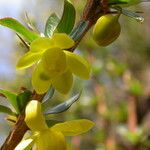 Berberis angulosa Habit