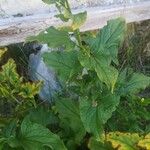 Chenopodium bonus-henricus Leaf