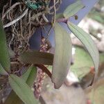 Rhipidoglossum rutilum Leaf