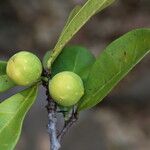 Ficus cyathistipula Frucht