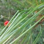 Calamagrostis canescens বাকল