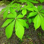 Aesculus turbinata Leaf