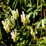 Aconitum lycoctonum Flors