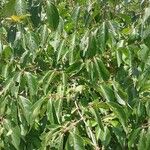 Lonicera maackii Feuille