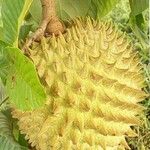 Annona mucosa 果實