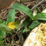 Angraecopsis elliptica Leaf