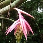 Billbergia zebrina 花