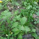 Crepis lampsanoides Fulla