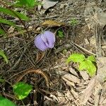 Centrosema virginianum Flor