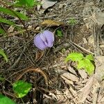 Centrosema virginianum Flower