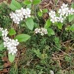 Aronia arbutifolia